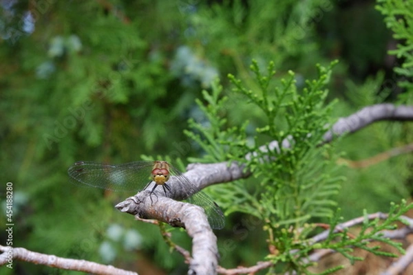 Fototapeta dragonfly on a branch of a coniferous tree close-up macro
