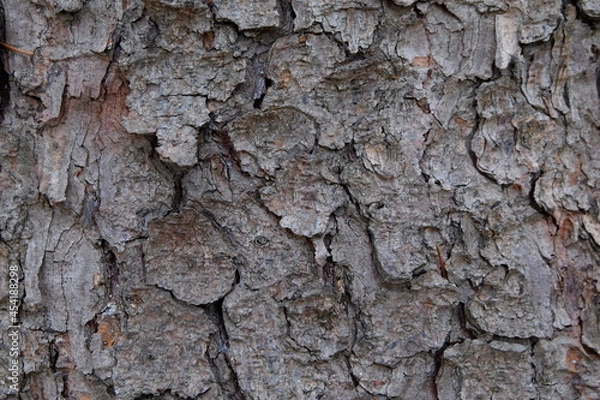 Obraz Coniferous bark texture close-up 