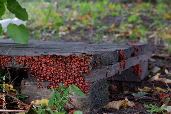 Obraz a colony of soldiers bugs in the forest on an old pallet close up