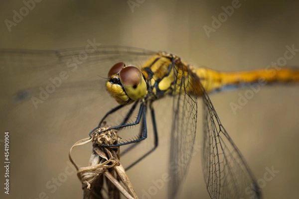 Fototapeta Dragonfly rests on the branch