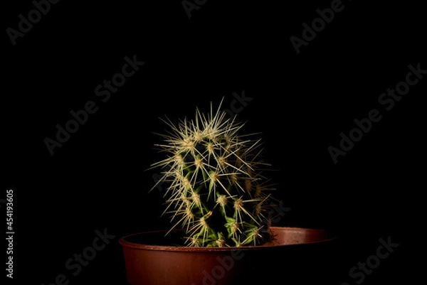 Obraz Cactus in a pot in a darkness