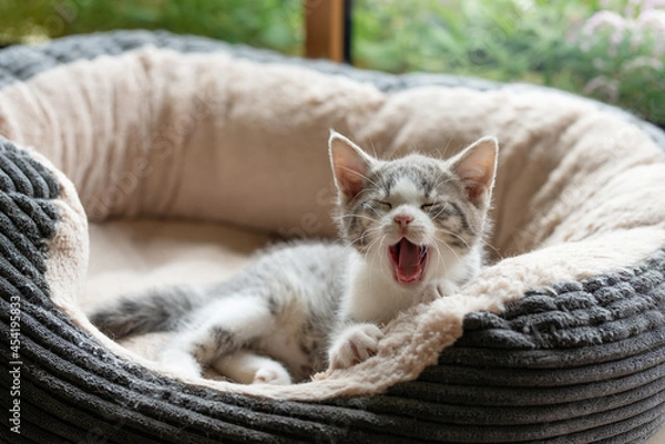 Obraz Cute kitten lying in a cat bed