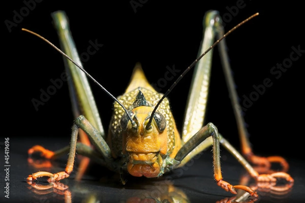 Obraz South-American Grasshopper
