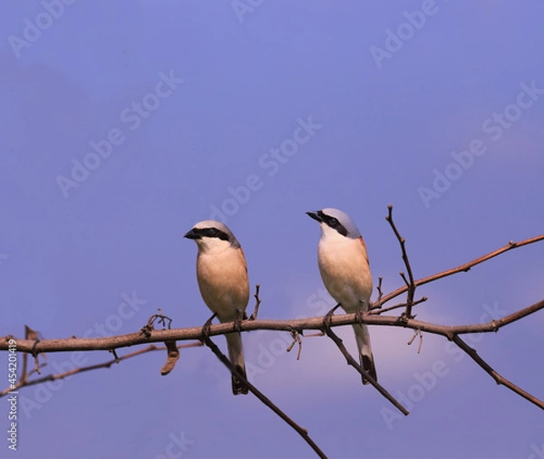 Fototapeta A pair of shrike shrikes on an acacia branch against a blue sky ...