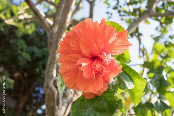 Obraz orange hibiscus flower
