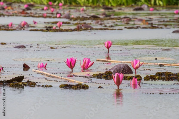 Obraz thale noi bird watching park