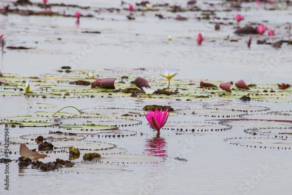 Obraz thale noi bird watching park