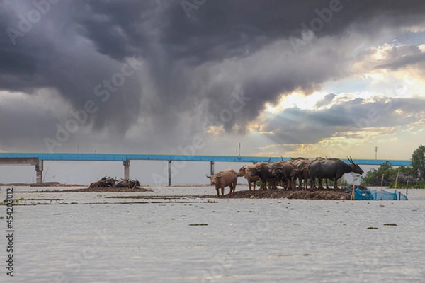 Obraz thale noi bird watching park
