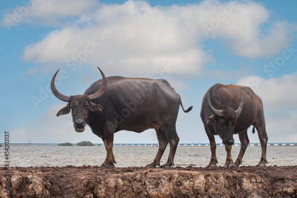 Fototapeta thale noi bird watching park