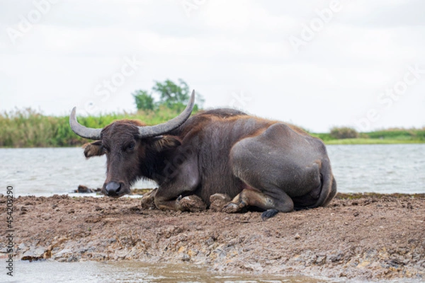 Obraz thale noi bird watching park