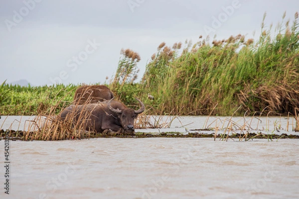 Obraz thale noi bird watching park