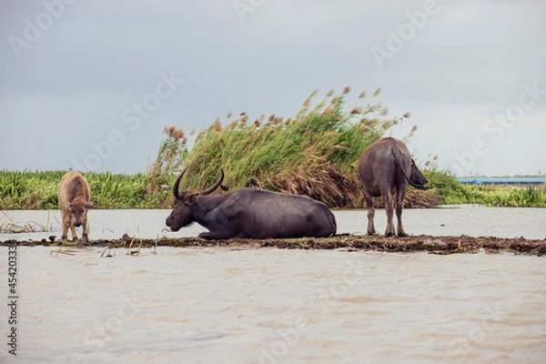 Obraz thale noi bird watching park