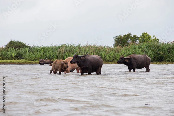 Obraz thale noi bird watching park