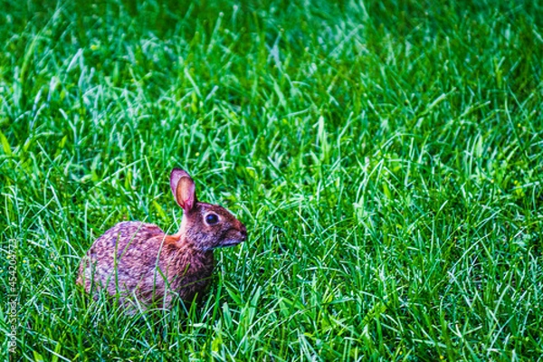 Obraz Bunny Rabbit in the Tall Grass