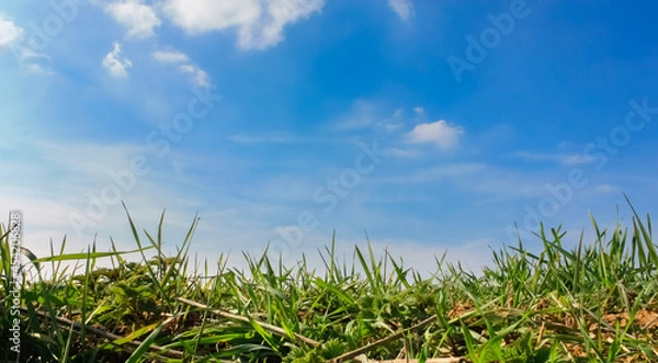 Fototapeta l'herbe d'un champ