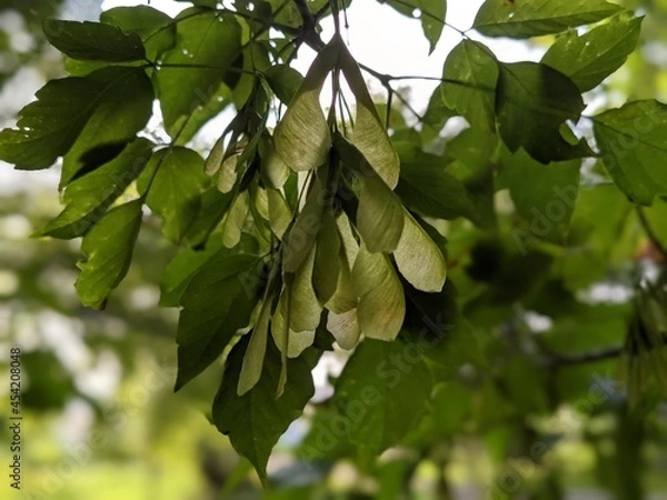 Obraz close-up of maple seeds hanging on a tree