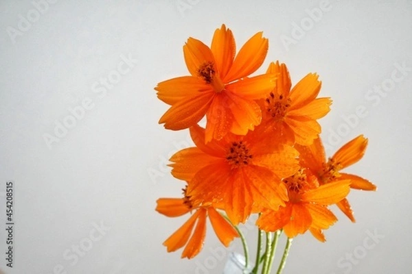 Obraz orange lily flower