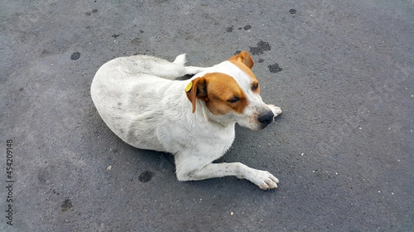 Fototapeta A stray white dog with a special tag or clip on the ear. Solving the problem of socialization and accounting of stray dogs. A stray Dog is lying on the street on the asphalt.