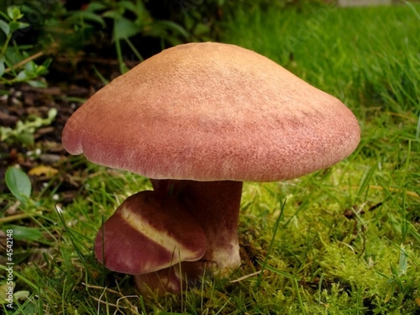 Obraz Red Fungi