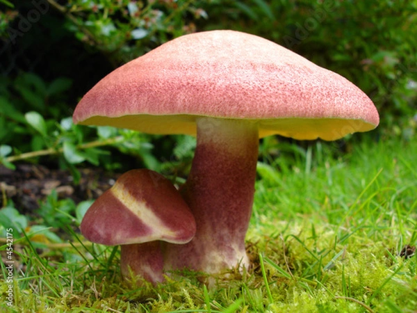 Obraz Two red mushrooms