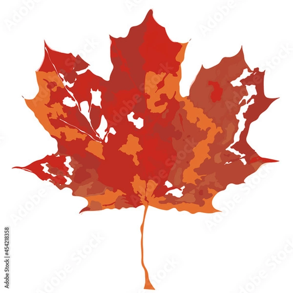 Obraz Maple leaf -dry , broken, isolated on white