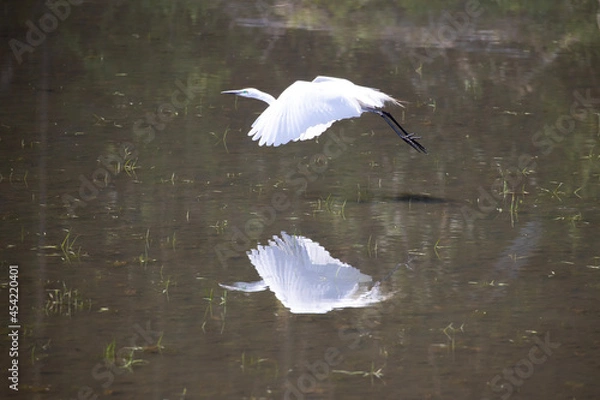 Obraz シラサギの飛翔