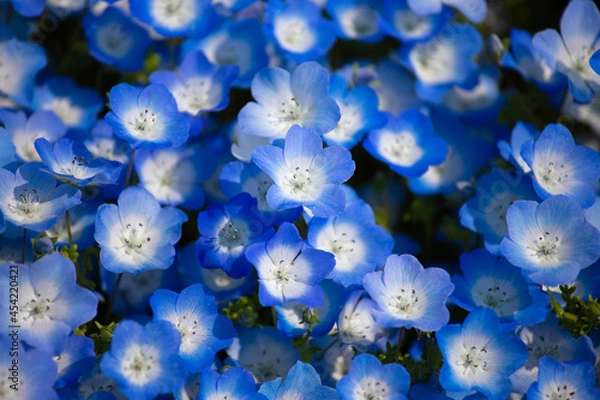 Obraz 満開のネモフィラ（日本）