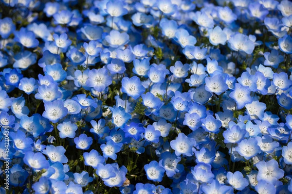 Obraz 満開のネモフィラ（日本）