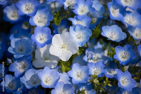 Obraz 白い花のネモフィラ（日本）