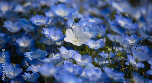 Obraz 白い花のネモフィラ（日本）