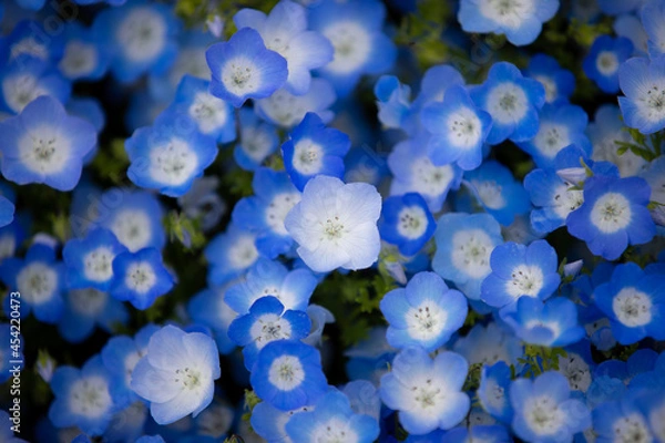 Obraz 満開のネモフィラ（日本）