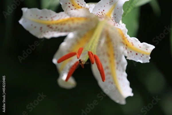 Obraz 野生のヤマユリの花とミツバチ