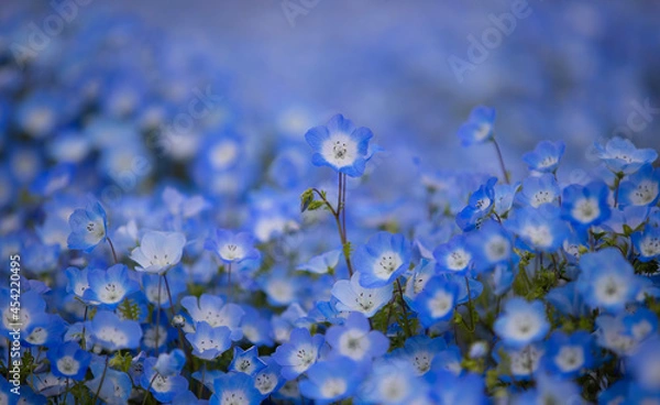 Obraz ネモフィラのクローズアップ写真