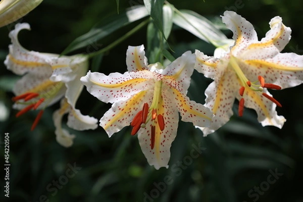 Obraz 野生のヤマユリの花