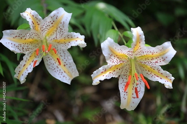 Obraz 野生のヤマユリの花