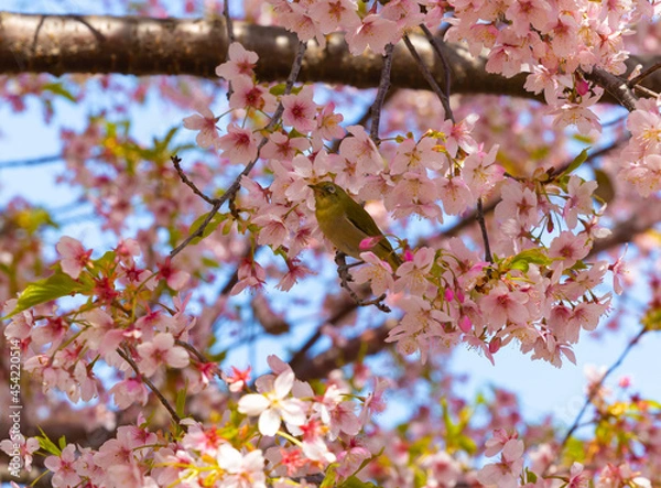 Obraz メジロと満開の桜