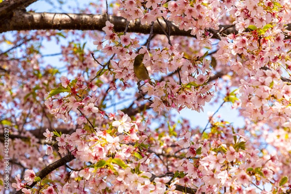 Obraz メジロと満開の桜