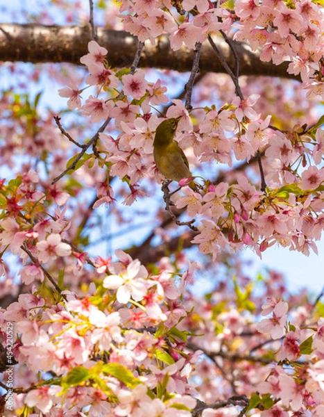 Obraz メジロと満開の桜