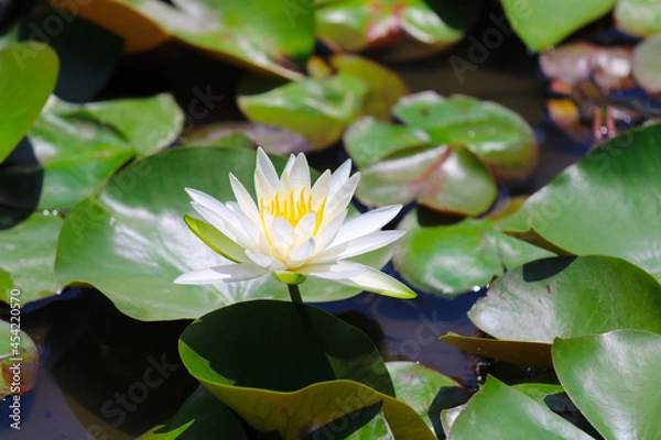 Obraz 白い睡蓮の花