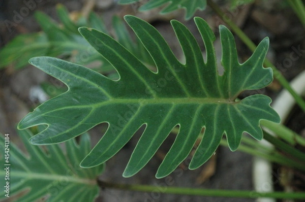 Fototapeta leaf of a tree