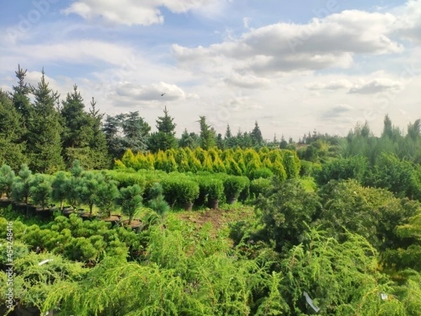 Fototapeta sale of coniferous evergreen plants in the garden center. thuja, decorative pines, firs, junipers in the garden in a row