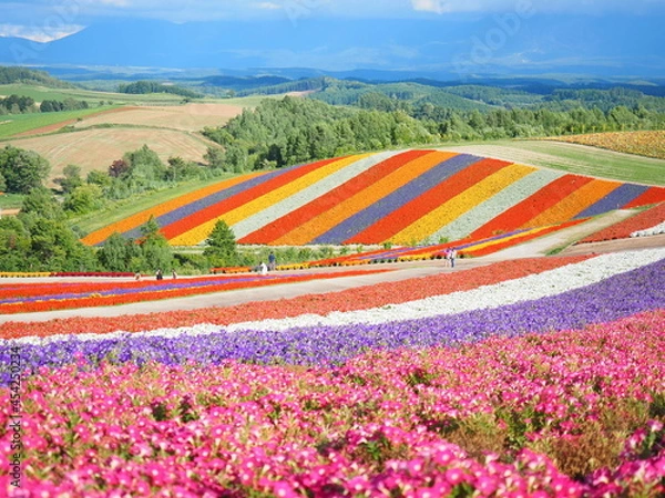 Obraz 北海道の絶景 美しい秋の美瑛の丘 四季彩の丘風景