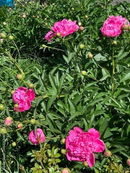 Obraz pink peonies