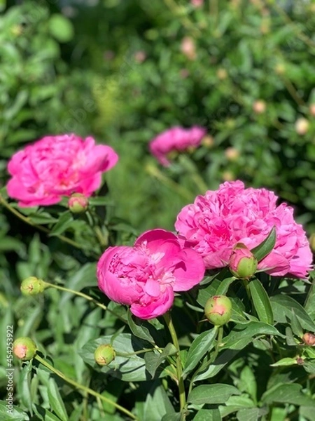 Obraz pink peonies