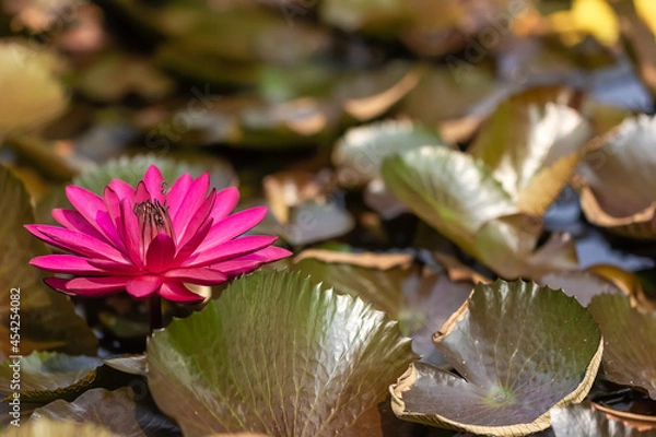 Obraz Lotus flower in bloom