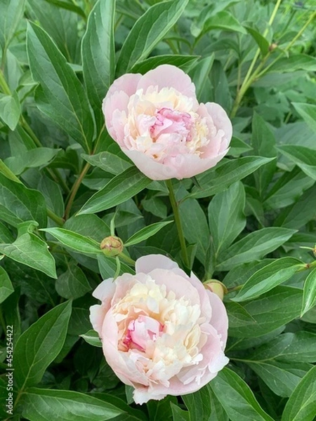Obraz white peony