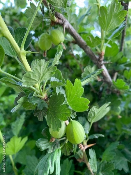 Obraz gooseberry