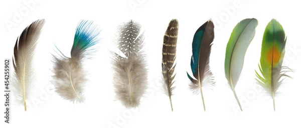 Fototapeta Beautiful collection feather isolated on white background