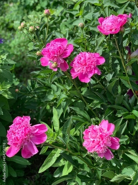 Obraz pink peonies