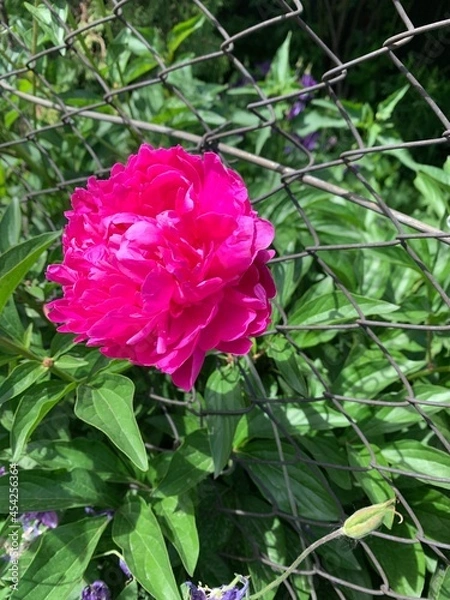 Obraz pink peony